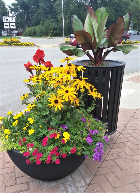 Annual planting with bright flowers in pot