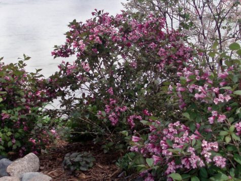 Spring Rhododendron and Lilac Lake Side