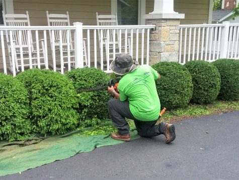 Man performing maintenance hedge trimming