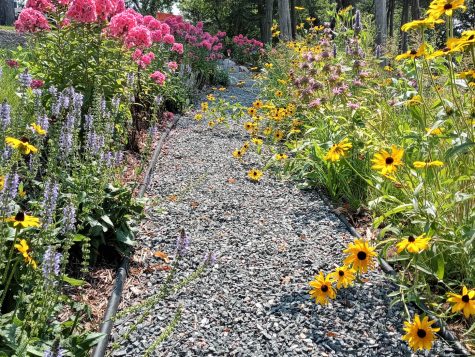 Gravel path with plantings